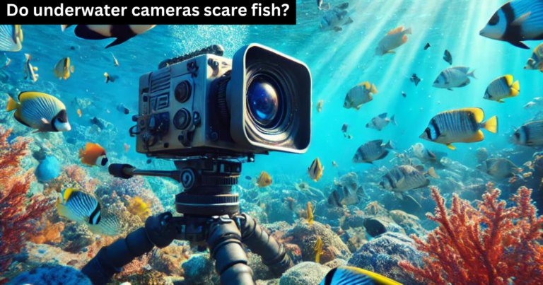 Do Underwater Cameras Scare Fish? The Truth Unveiled